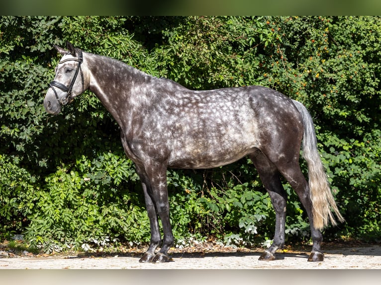 Oldenburg Giumenta 7 Anni 167 cm Grigio pezzato in Brunnthal