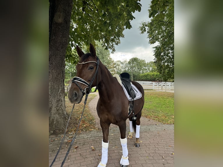 Oldenburg Giumenta 7 Anni 167 cm Sauro scuro in Ostbevern