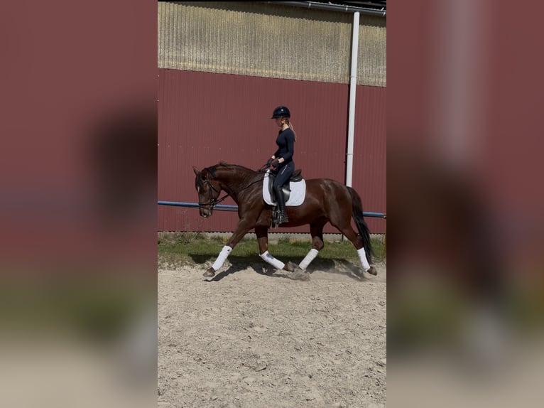 Oldenburg Giumenta 7 Anni 168 cm Baio in Fuldabrück
