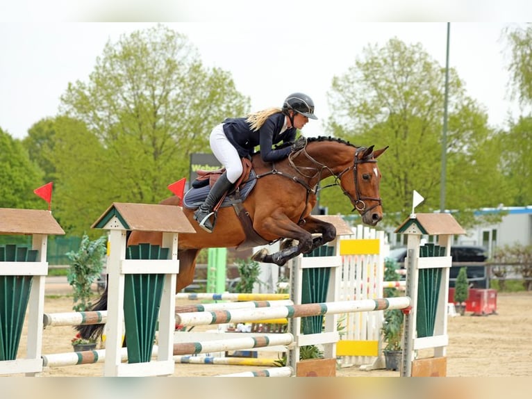 Oldenburg Giumenta 7 Anni 168 cm Baio in Groß Roge