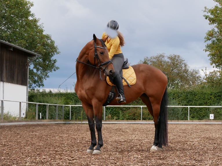 Oldenburg Giumenta 7 Anni 168 cm Baio in Ostfildern
