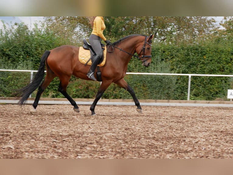 Oldenburg Giumenta 7 Anni 168 cm Baio in Ostfildern