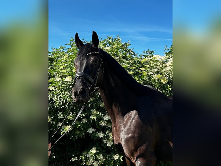 Oldenburg Giumenta 7 Anni 168 cm Baio nero in Mechterstädt