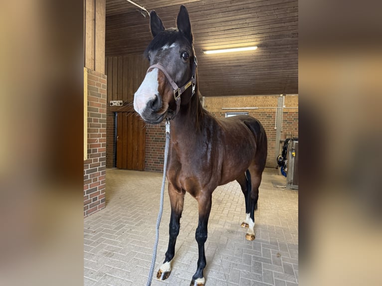 Oldenburg Giumenta 7 Anni 168 cm Baio scuro in Ganderkesee