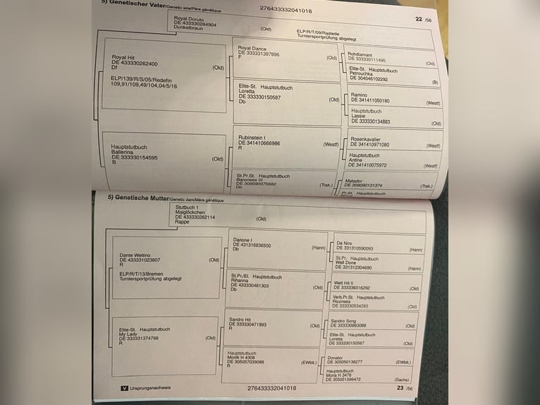 Oldenburg Giumenta 7 Anni 168 cm Baio scuro in Gro&#xDF;p&#xF6;sna