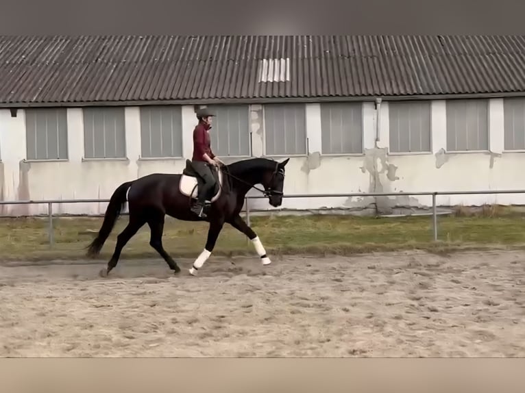 Oldenburg Giumenta 7 Anni 168 cm Morello in Karlsfeld