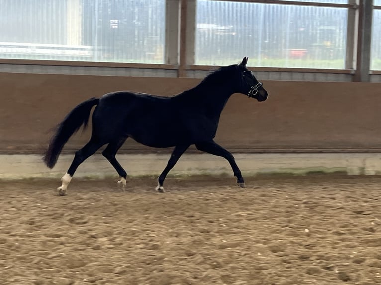 Oldenburg Giumenta 7 Anni 168 cm Morello in Besigheim