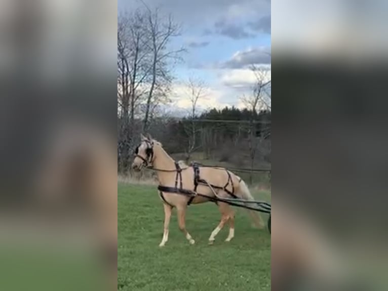 Oldenburg Giumenta 7 Anni 168 cm Palomino in Kaarst