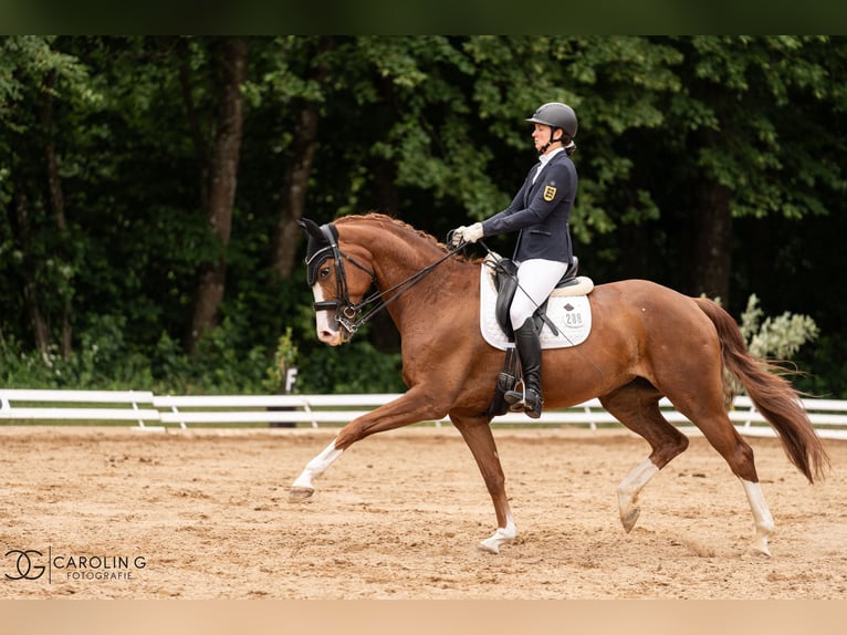Oldenburg Giumenta 7 Anni 168 cm Sauro in Marbach am Neckar