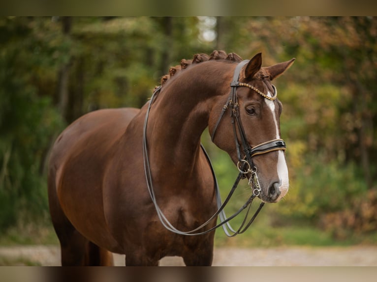 Oldenburg Giumenta 7 Anni 168 cm Sauro scuro in Wehringen