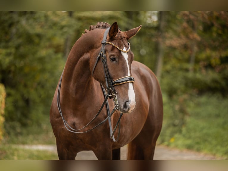 Oldenburg Giumenta 7 Anni 168 cm Sauro scuro in Wehringen