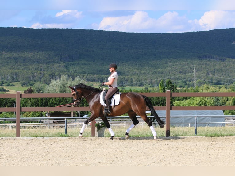 Oldenburg Giumenta 7 Anni 169 cm Baio in Bad Vöslau