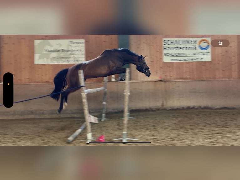 Oldenburg Giumenta 7 Anni 169 cm Baio in Ramsau am Dachstein