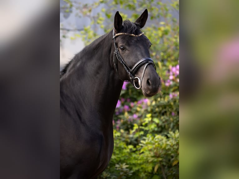 Oldenburg Giumenta 7 Anni 169 cm Baio nero in Ranst