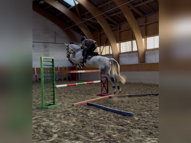 Oldenburg Giumenta 7 Anni 169 cm Grigio in Loipersbach im Burgenland