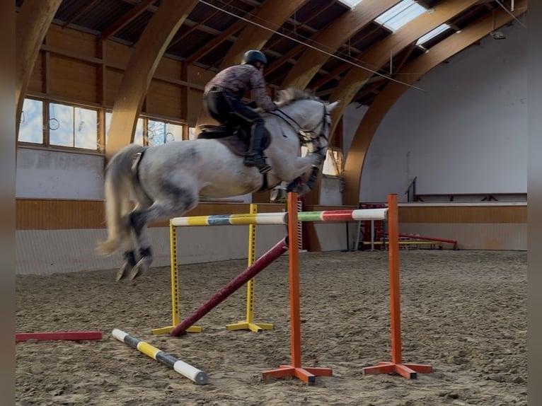 Oldenburg Giumenta 7 Anni 169 cm Grigio in Loipersbach im Burgenland