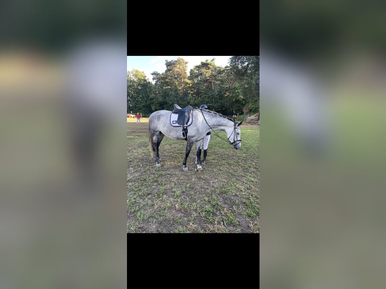 Oldenburg Giumenta 7 Anni 169 cm Grigio pezzato in Burgwedel
