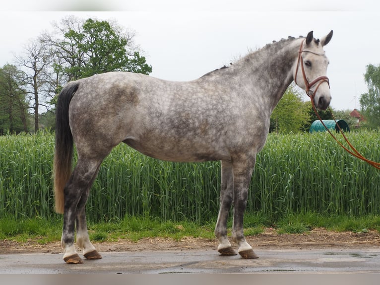 Cavallo Hobby Horse Grigio - Tutete