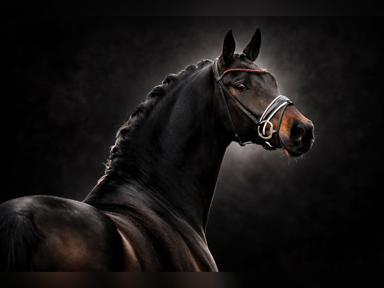 Oldenburg Giumenta 7 Anni 170 cm Baio nero in Vechta