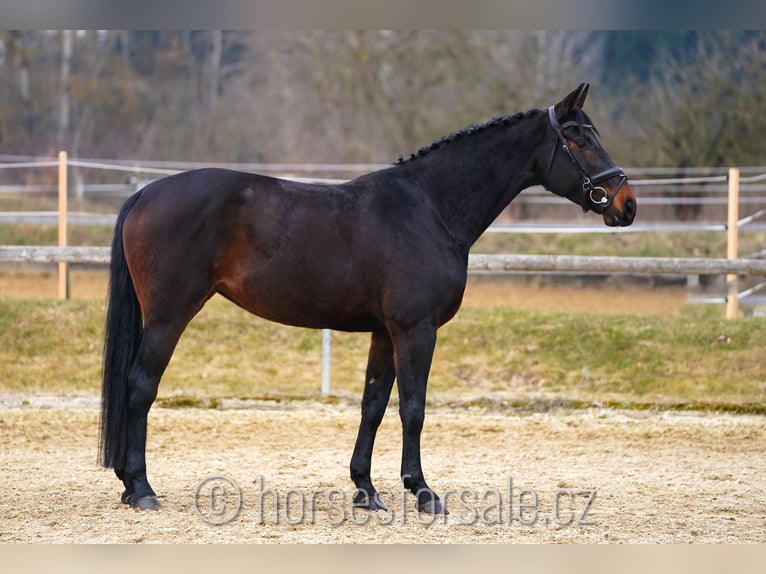 Oldenburg Giumenta 7 Anni 170 cm Baio nero in Ceske Budejovice