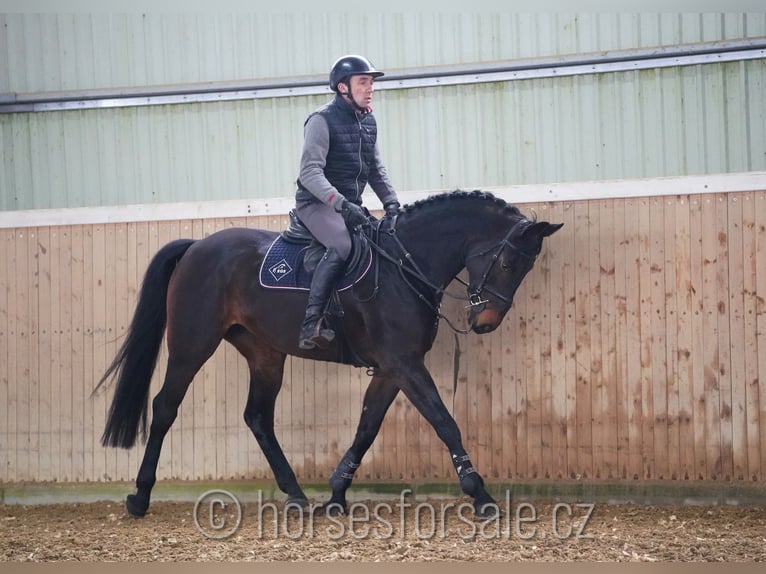 Oldenburg Giumenta 7 Anni 170 cm Baio nero in Ceske Budejovice