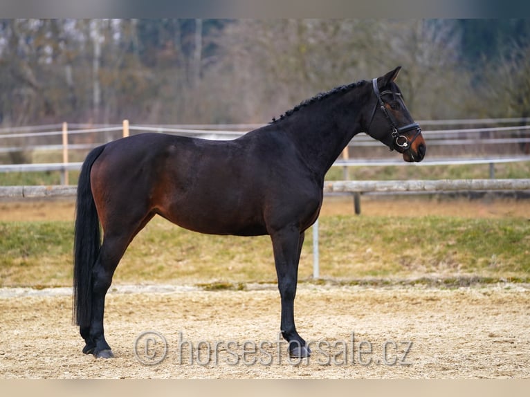 Oldenburg Giumenta 7 Anni 170 cm Baio nero in Ceske Budejovice