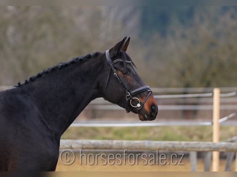 Oldenburg Giumenta 7 Anni 170 cm Baio nero in Ceske Budejovice