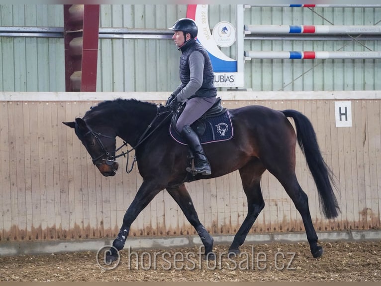 Oldenburg Giumenta 7 Anni 170 cm Baio nero in Ceske Budejovice