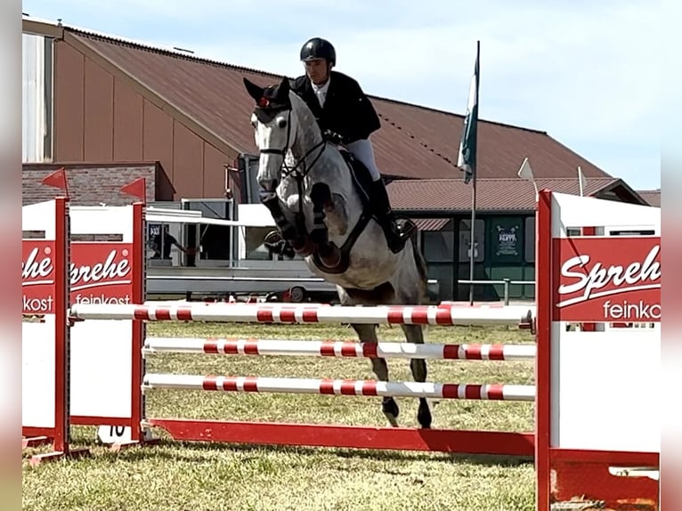 Oldenburg Giumenta 7 Anni 170 cm Grigio in Neustadt in Sachsen