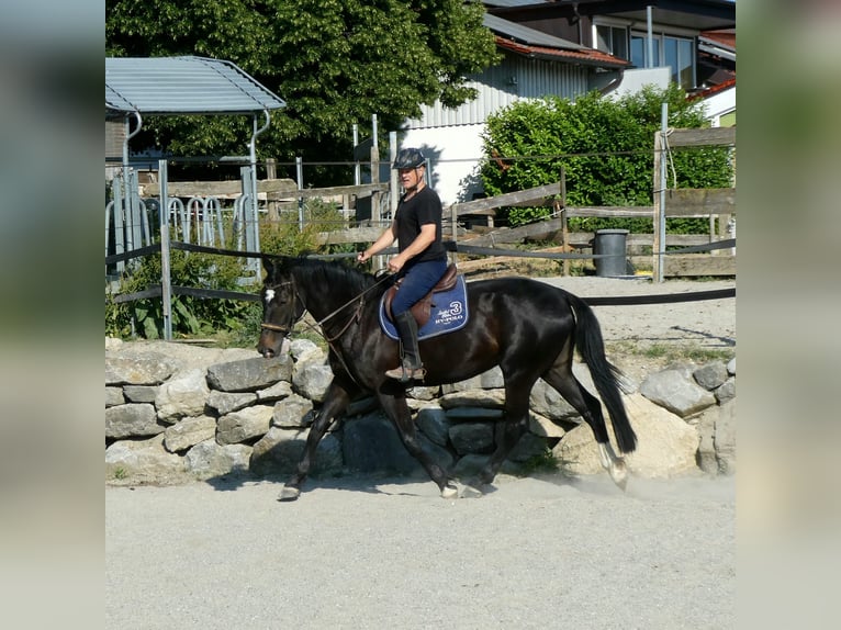 Oldenburg Giumenta 7 Anni 170 cm Morello in Grünkraut