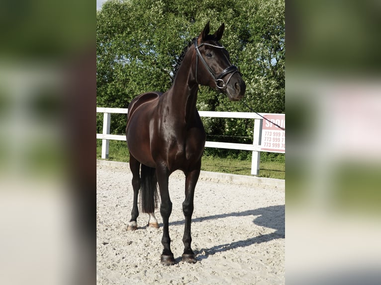 Oldenburg Giumenta 7 Anni 170 cm Morello in Holešov