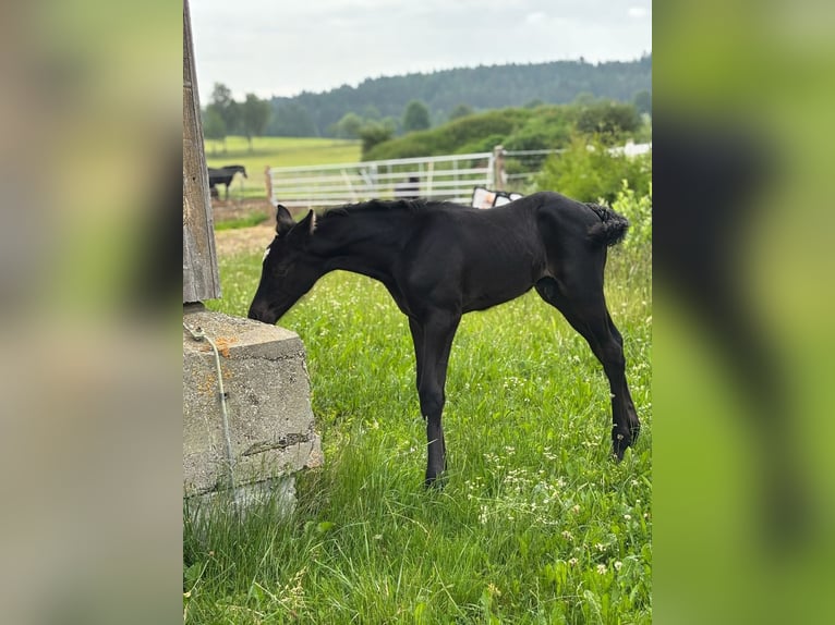Oldenburg Giumenta 7 Anni 170 cm Morello in Hohenstein Ödenwaldstetten