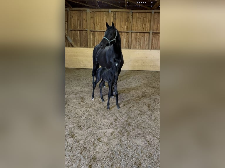 Oldenburg Giumenta 7 Anni 170 cm Morello in Hohenstein Ödenwaldstetten