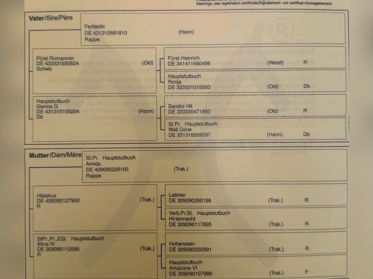 Oldenburg Giumenta 7 Anni 170 cm Morello in Hohenstein Ödenwaldstetten