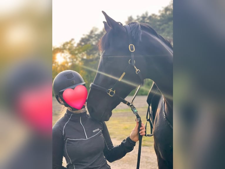 Oldenburg Giumenta 7 Anni 170 cm Morello in Bad Liebenwerda