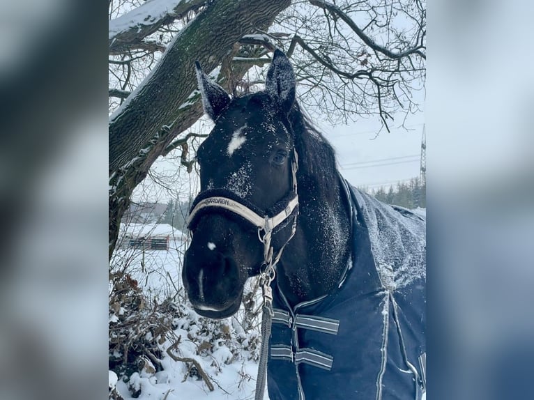 Oldenburg Giumenta 7 Anni 170 cm Morello in Bad Liebenwerda