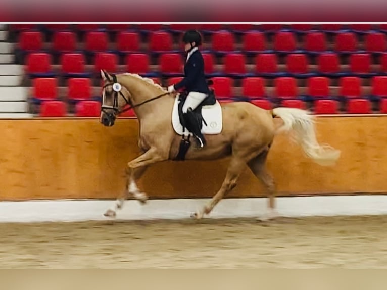 Oldenburg Giumenta 7 Anni 170 cm Palomino in Sottrum