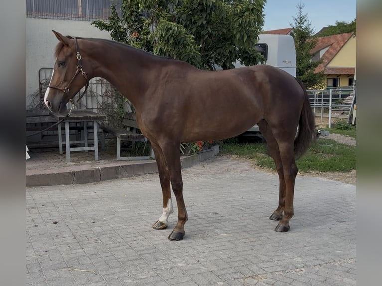 Oldenburg Giumenta 7 Anni 170 cm Sauro scuro in Remlingen