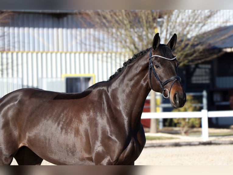 Oldenburg Giumenta 7 Anni 171 cm Baio nero in Schwäbisch Hall