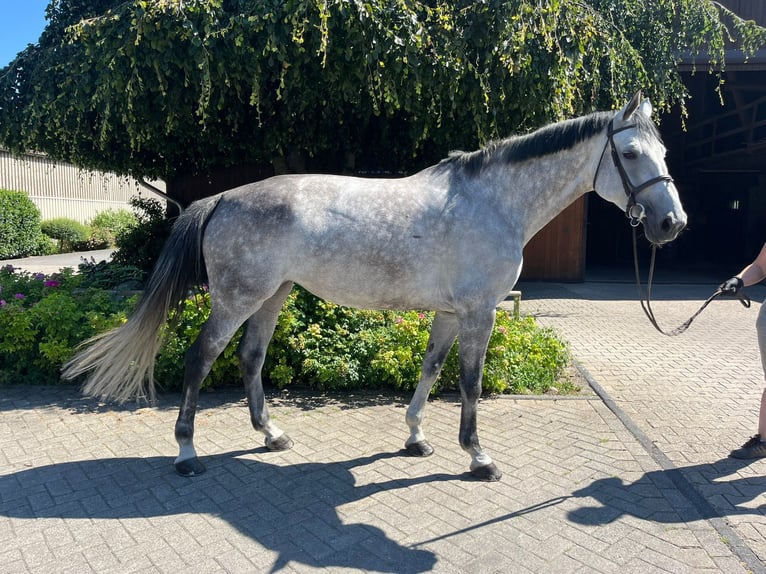 Oldenburg Giumenta 7 Anni 172 cm Grigio in Bottrop