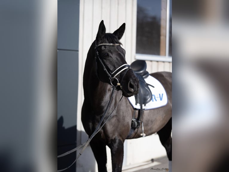 Oldenburg Giumenta 7 Anni 172 cm Morello in Weikersheim