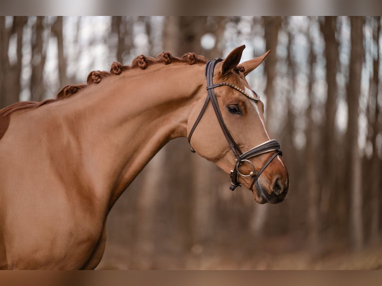 Oldenburg Giumenta 7 Anni 172 cm Sauro in Wehringen