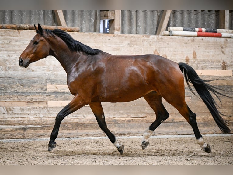 Oldenburg Giumenta 7 Anni 174 cm Baio ciliegia in Lengnau