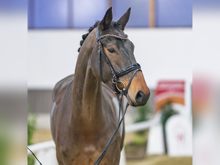 Oldenburg Giumenta 7 Anni Baio in Münster-Handorf