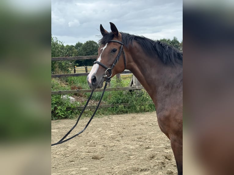 Oldenburg Giumenta 7 Anni Baio in Cloppenburg