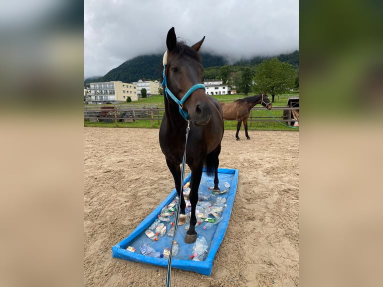 Oldenburg Giumenta 7 Anni Baio scuro in Sennwald