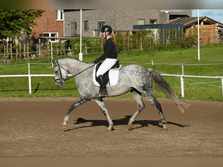 Oldenburg Giumenta 7 Anni Grigio in Ganschow