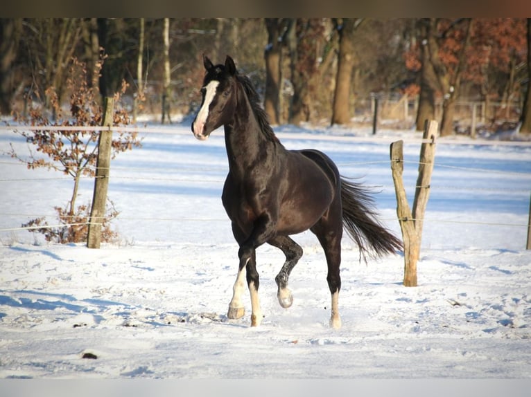 Oldenburg Giumenta 8 Anni 157 cm Morello in Winsen (Luhe)