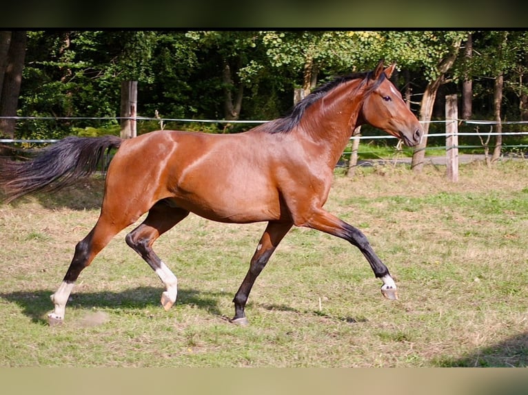 Oldenburg Giumenta 8 Anni 157 cm Morello in Winsen (Luhe)