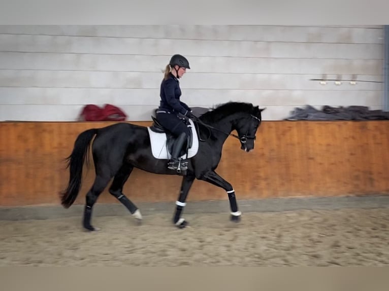 Oldenburg Giumenta 8 Anni 157 cm Morello in Winsen (Luhe)